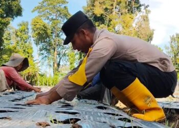 Bhabinkamtibmas Polsek Meurah Mulia Dukung Penanaman Bawang Merah untuk Tingkatkan Ketahanan Pangan
