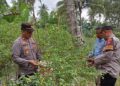 Kapolsek Muara Satu Dukung Produktivitas Petani Cabai untuk Ketahanan Pangan