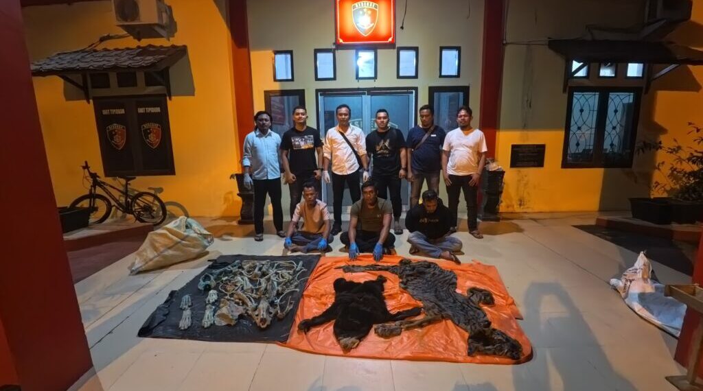 Jual Kulit Harimau dan Beruang Madu, Tiga Perangkat Desa di Aceh Timur Ditangkap Polisi di Aceh Utara