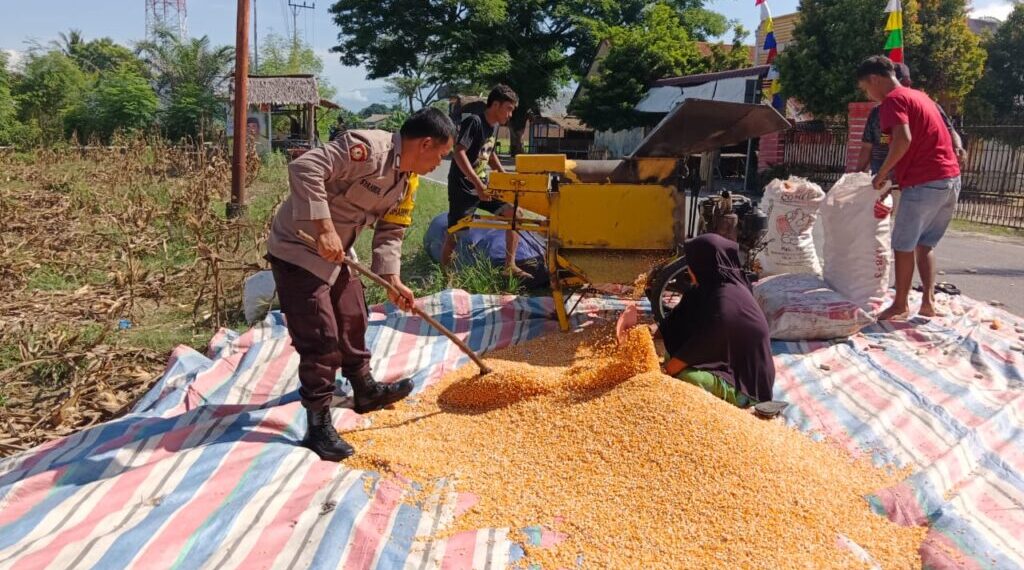 Bhabinkamtibmas Polsek Babul Rahmah Dukung Ketahanan Pangan di Kecamatan Babul Rahmah, Aceh Tenggara