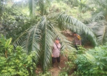 Setelah Harimau, Kini Giliran Gajah Masuk Kebon Warga Indra Makmur, Aceh Timur