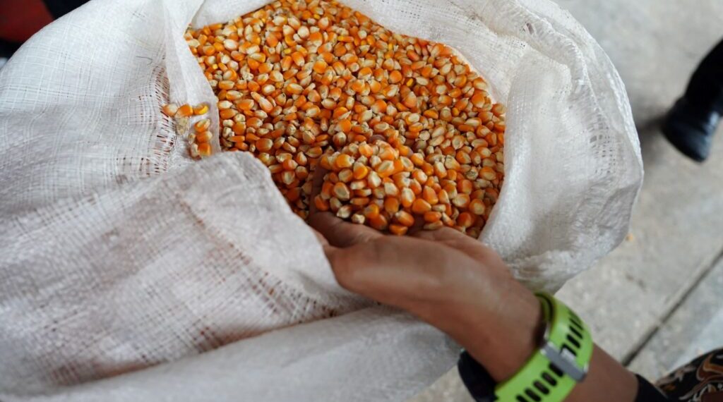 Pemerintah Tetapkan HPP Jagung Rp5.500/Kg, Bulog Siap Serap 1 Juta Ton Panen Raya
