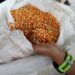Pemerintah Tetapkan HPP Jagung Rp5.500/Kg, Bulog Siap Serap 1 Juta Ton Panen Raya